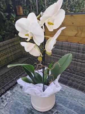 Phalaenopsis Orchid Plant